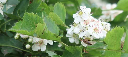 山楂树几月份开花结果？如何促进其结果？