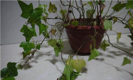 米兰叶子发蔫了怎么办？如何快速补救？