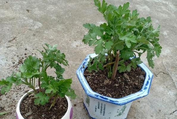 菊花换盆的最佳时机是什么时候？换盆后如何护理？