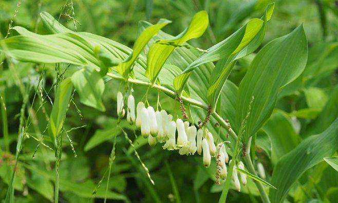 玉竹的生长环境条件是什么？它的特点有哪些？