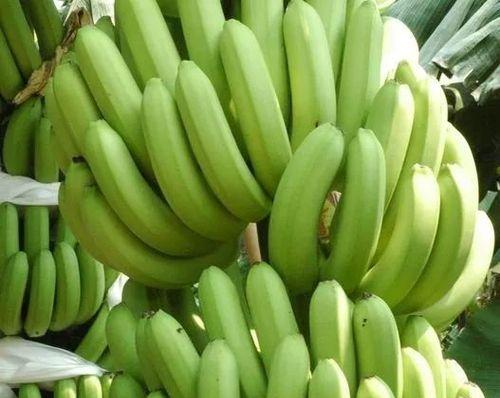 香蕉是经济作物吗？香蕉种植的经济效益如何？