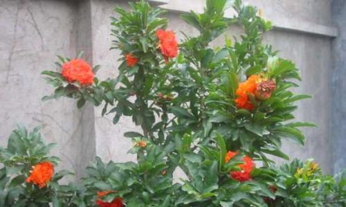 牡丹分株的最佳时机是什么时候？分株后如何护理？