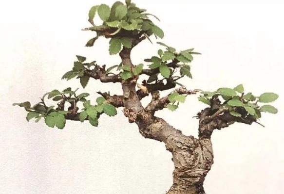 庭院种榆树好吗？榆树种植的利弊有哪些？