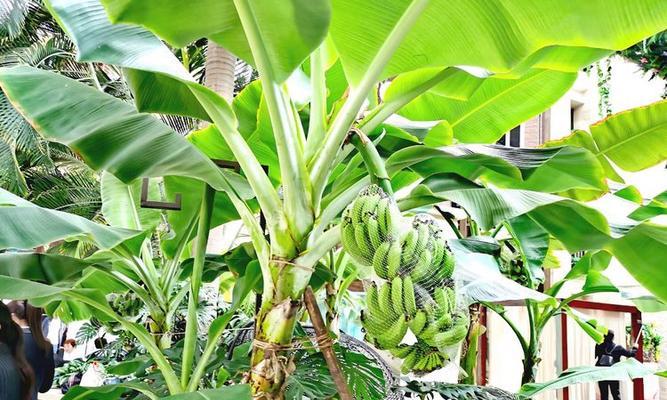 香蕉树的生长周期是多长时间？如何正确管理以提高产量？