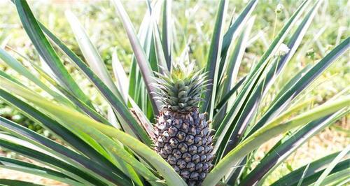 菠萝什么时候成熟？如何判断最佳采摘时间？