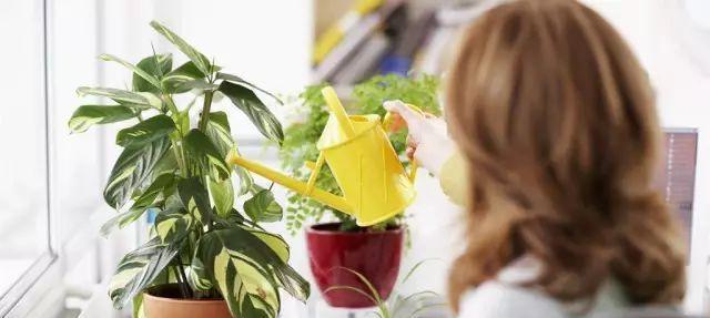 盐水浇花真的好吗？如何正确使用盐水浇花？