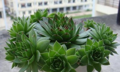 观音莲养殖技巧有哪些？如何确保观音莲生长旺盛？