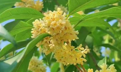 桂花一年开几次花？如何正确养护以促进开花？