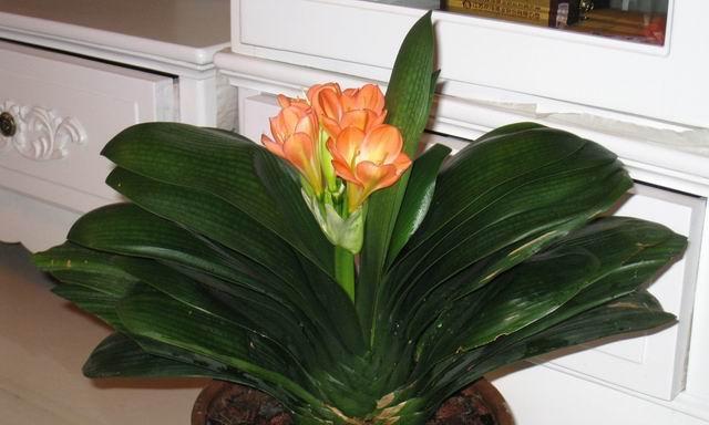 君子兰（君子兰的含义及其传达的价值观）