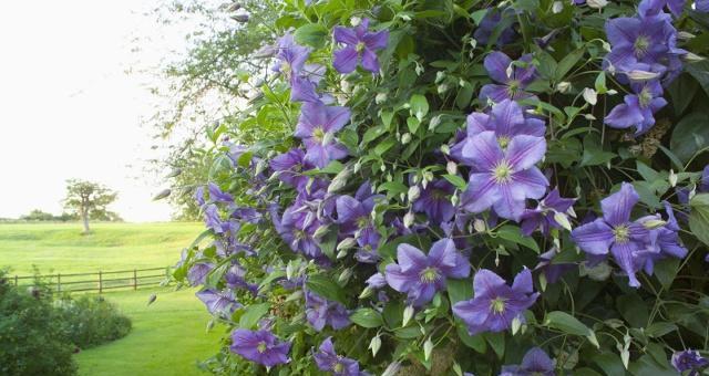 铁线莲几月份开花？如何确定开花时间？