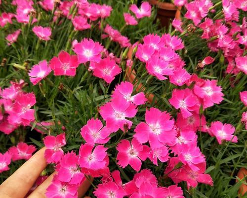 四季开花耐寒的花卉有哪些？如何选择适合的品种？