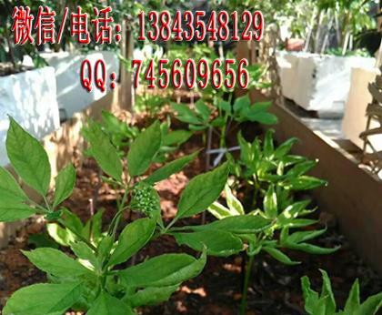 人参种子种植的最佳时间是什么时候？如何确保高成活率？