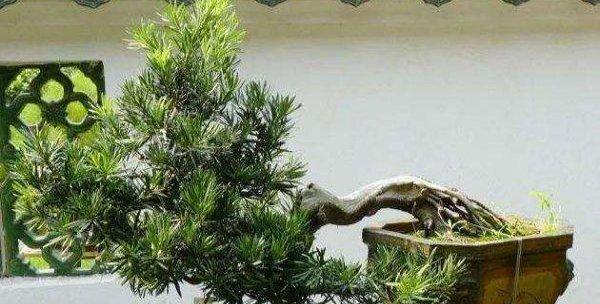 罗汉松需要每天浇水吗？如何正确养护罗汉松？