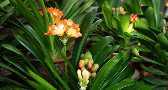 白蛋白浇花的正确方法是什么？使用白蛋白有哪些注意事项？