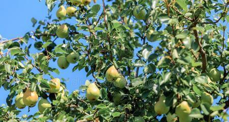 梨树最适合生长在哪些环境？如何选择最佳种植地点？