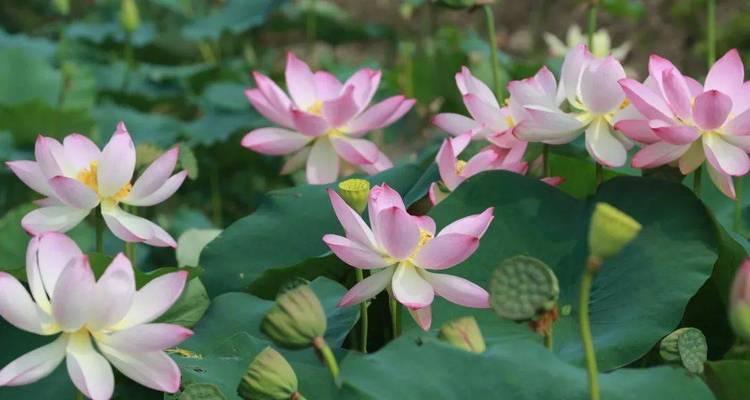 荷花的花语（与自然和谐共生的艺术之花）