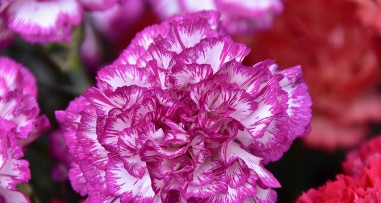 感恩之花（以菊花为象征的感恩之心绽放）