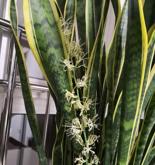 虎皮兰开花的寓意与象征意义（揭示虎皮兰花开的奥秘）