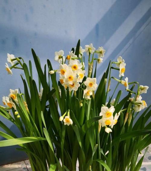 水仙梗的意思与由来（解读水仙梗）