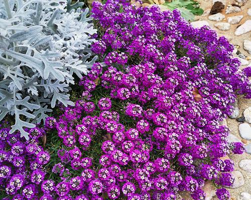 香雪球花语及其神奇力量（解读香雪球的花语意义与作用）