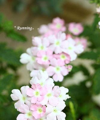 香雪球花语及其神奇力量（解读香雪球的花语意义与作用）