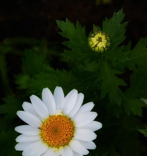 白晶菊的花语及其象征意义（美丽的白晶菊）