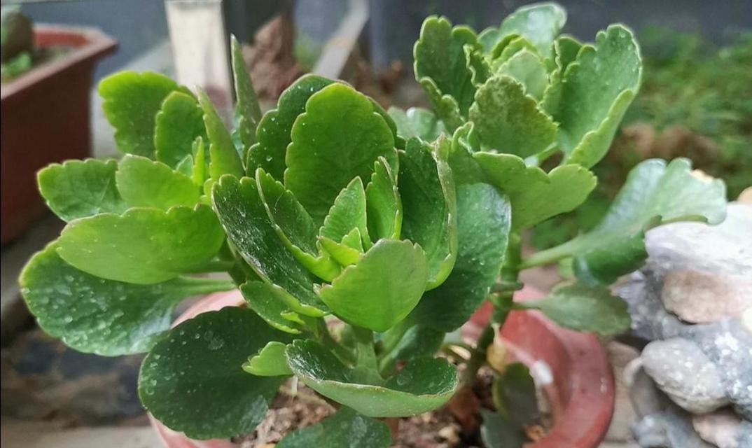 长寿花休眠期是什么时候？休眠期该如何处理？