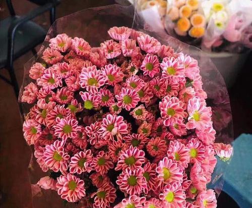 粉色雏菊的花语与寓意（探究粉色雏菊的含义和象征）