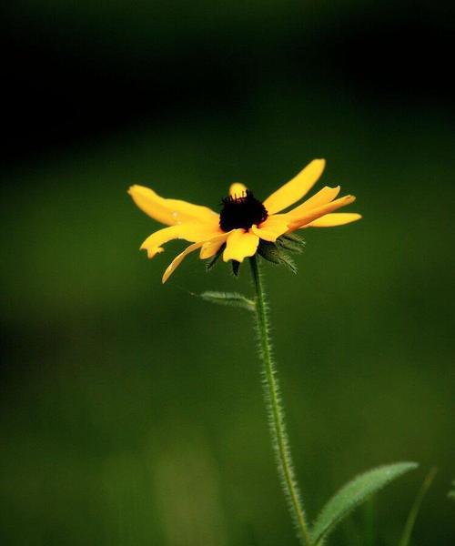 黑心菊的花语与寓意（黑心菊的秘密和象征意义）