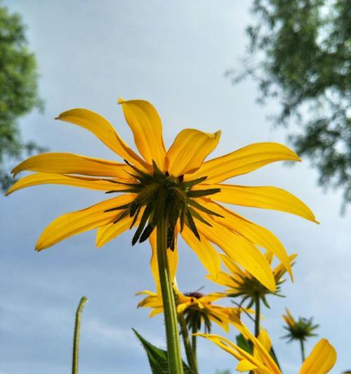 黑心菊的花语与寓意（黑心菊的秘密和象征意义）
