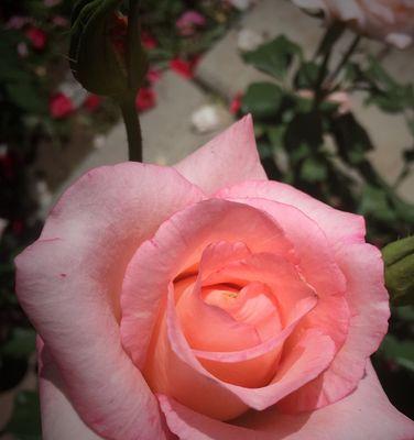 白色月季花（白色月季花花语及象征意义解读）