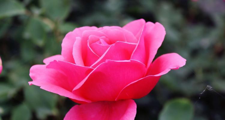 白色月季花（白色月季花花语及象征意义解读）