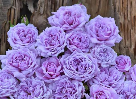 白色月季花（白色月季花花语及象征意义解读）