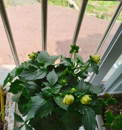 大丽花种植指南：选择合适花盆的尺寸？如何确保根系健康生长？