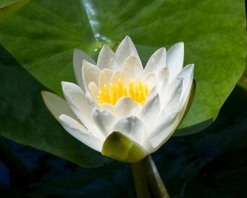 高洁之花——美丽的植物与内在品质（探索自然界中高洁的象征与魅力）