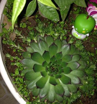 以观音莲开花的意义（观音莲开花的美丽寓意）