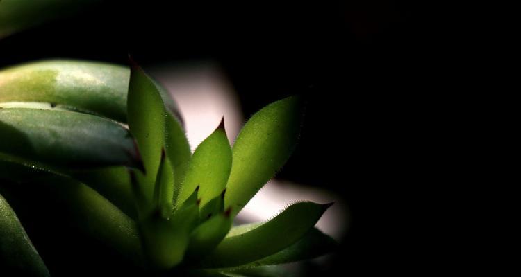 以观音莲开花的意义（观音莲开花的美丽寓意）