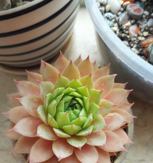 以观音莲开花的意义（观音莲开花的美丽寓意）