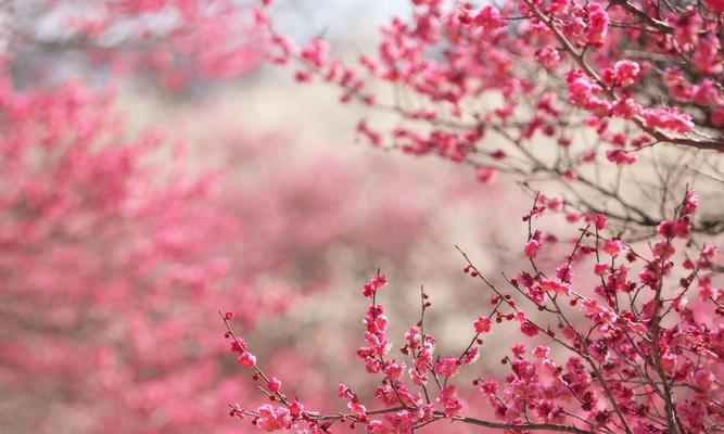 以山樱花为主题的花语——繁花似锦，快乐绽放（唤醒春天的使者）