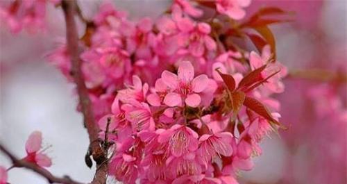 以山樱花为主题的花语——繁花似锦，快乐绽放（唤醒春天的使者）
