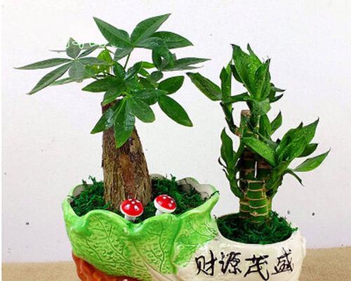 蒸蒸日上的植物世界（探寻那些象征成功与繁荣的植物）