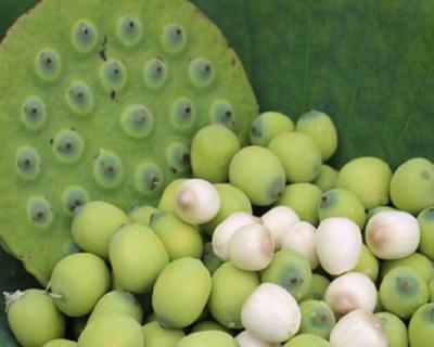 莲子生芽了还能食用吗？如何安全处理？