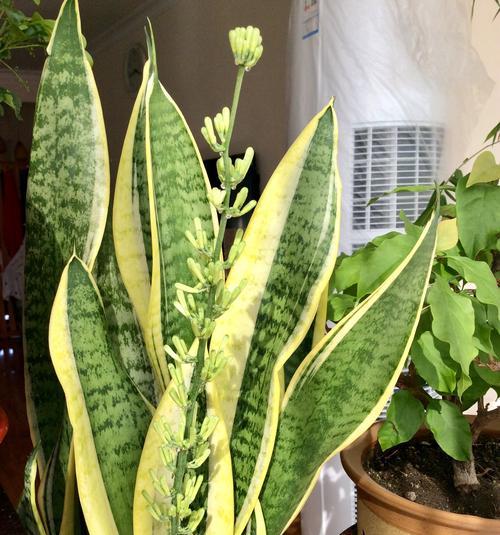 虎皮兰多久开花一次？如何养护才能促进开花？