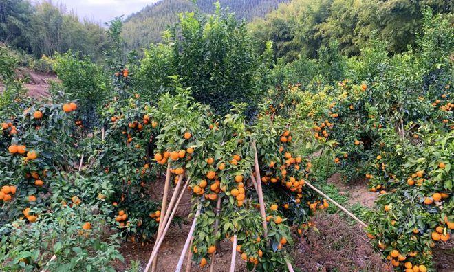 沃柑什么时候采摘最好？收获季节有哪些注意事项？