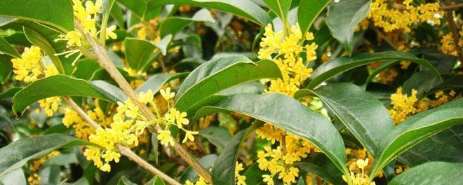 桂花的花语（桂花花语的丰富内涵与深远意义）