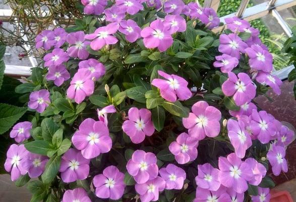 长春花的象征意义（长春花的美丽绽放与人生之意义）