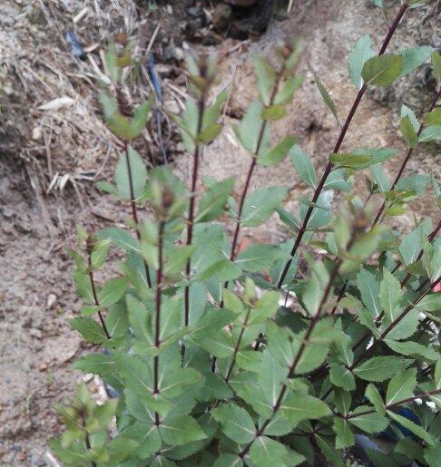 香芋草是什么样子的？如何辨别香芋草的品种？