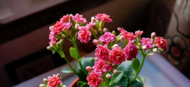 长寿花有毒吗？室内养护需要注意什么？
