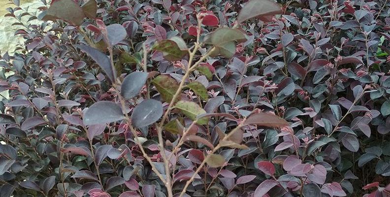 红继木属于什么类型的植物？乔木还是灌木？