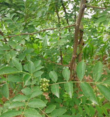 花椒树剪枝的最佳时机是什么时候？春季还是秋季？